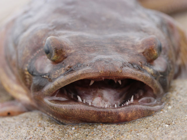 Midshipman fish